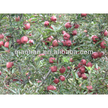 Apple Huaniu frais de récolte highland-2013